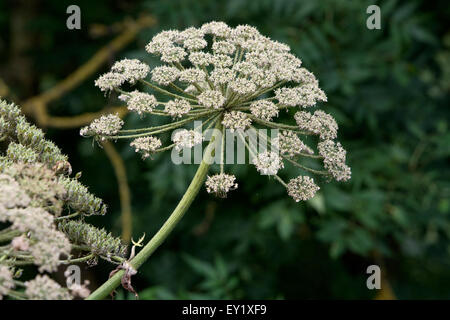 Giant Hogweed (Heracleum mantegazzanium) crescente nel Warwickshire, Regno Unito Foto Stock