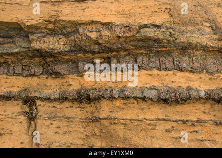 Pyroxenite strati in un dunite (olivina-ricca peridotiti) Foto Stock