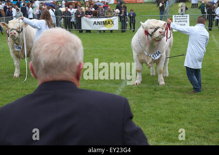 Royal Welsh Show, Builth Wells, Powys, Regno Unito Luglio 2015 Il giorno di apertura dei quattro giorni di spettacolo agricolo ha iniziato a piovigginare e basse nubi. La foto mostra un visitatore a guardare il bestiame a giudicare di Charolais bovini nella mostra arena. Foto Stock