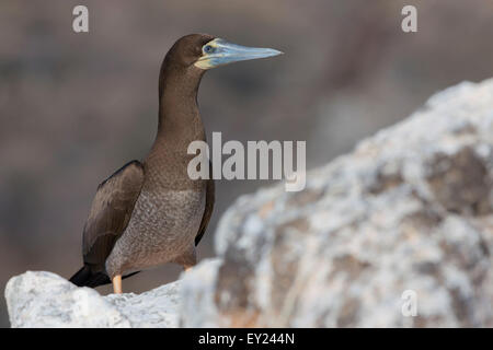 Brown Booby, capretti, Raso, di Capo Verde (Sula leucogaster) Foto Stock