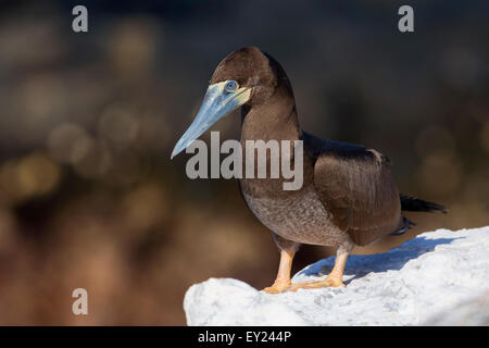 Brown Booby, capretti, Raso, di Capo Verde (Sula leucogaster) Foto Stock