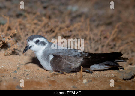 Di fronte bianco-Storm Petrel, adulto, Boavista, Capo Verde (Pelagodroma marina) Foto Stock