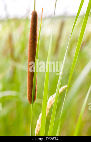 Dettaglio della Typha latifolia reed fiore nel fiume Dnieper in estate Foto Stock