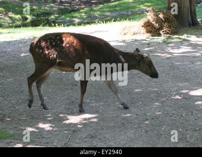 Maschio maturo Visayan o Philippine spotted cervo (Cervus alfredi, Rusa alfredi) - palchi hanno versato Foto Stock