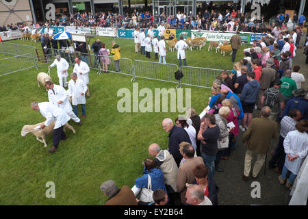 Royal Welsh Show, POWYS, GALLES, UK Luglio 2015. Gli spettatori a guardare le pecore a giudicare in uno della mostra mostra arenas. L'evento attrae oltre 7.500 voci di bestiame al più grande deuropa spettacolo agricolo. Foto Stock