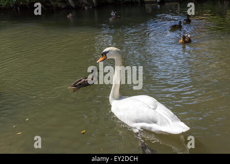 Cigno Cygnus olor nuoto sul lago con piccole anatre nuoto passato Foto Stock