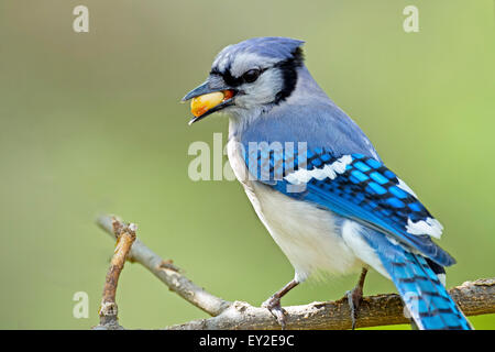 Blue Jay sul ramo con arachidi in bocca Foto Stock