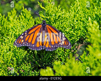 Farfalla monarca su albero Foto Stock