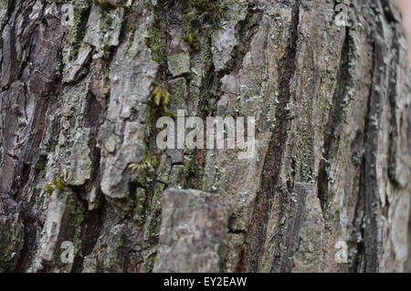 Pera di corteccia di albero orizzontale Foto Stock