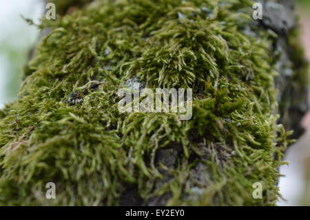 Moss su pera di corteccia di albero orizzontale Foto Stock