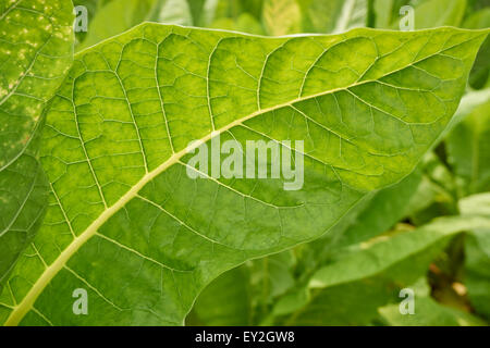 Le piante di tabacco andando su una fattoria in Lancaster County, Pennsylvania, STATI UNITI D'AMERICA Foto Stock