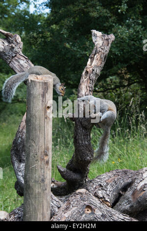 Gli scoiattoli grigi salendo sul ramo cannock STAFFORDSHIRE REGNO UNITO Luglio 2015 Foto Stock