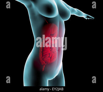 3d di donna e il tubo digerente e intestino Foto Stock