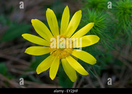 Molla del fagiano occhio / veratro nero (Adonis vernalis) in fiore Foto Stock