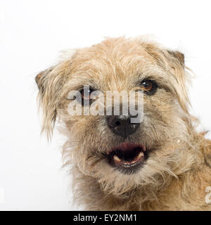 Ritratto di una squallida maschio di Border Terrier prese su sfondo bianco in studio. Il cane è sempre sorridente felicemente. Foto Stock