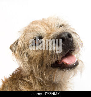 Ritratto di una squallida maschio di Border Terrier prese su sfondo bianco in studio. Il cane è sempre sorridente felicemente. Foto Stock