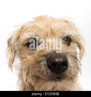 Ritratto di una squallida maschio di Border Terrier prese su sfondo bianco in studio. Il cane è sempre sorridente felicemente. Foto Stock