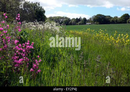 Il bordo del campo in primavera, Shropshire, Inghilterra, Regno Unito Foto Stock