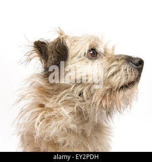 Ritratto di anziani, maschi Border Terrier cane. Il cane chiamato Rodney è un 11yera vecchio cane di salvataggio ed è molto trasandato, triste ma carino cercando. Foto Stock