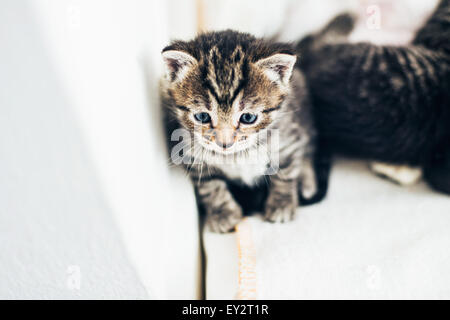 Adorabili pensieroso tiny tabby kitten seduta appoggiata contro il muro guardando avanti con grandi occhi blu, ad alto angolo di visione Foto Stock