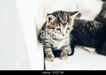 Carino piccolo grigio a strisce tabby gattino con grandi occhi blu seduto appoggiato su di una parete in ambienti chiusi in una casa guardando fuori per la Foto Stock