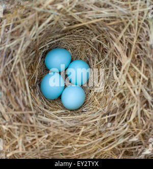 Orientale (Bluebird Sialia sialis) nido con quattro uova Foto Stock