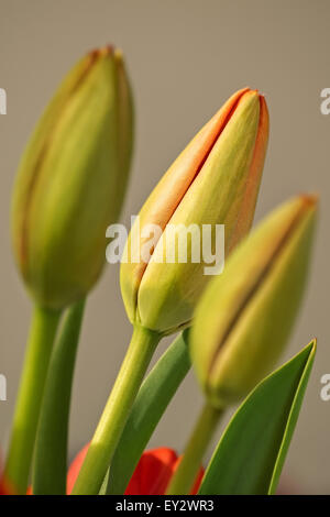Close-up di tulip gemme con copia spazio. Foto Stock