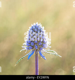 Mare di fiori holly blu (Eryngium planum) con gocce di rugiada close-up su sfocato sfondo naturale. Luce solare retroilluminato. Foto Stock