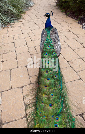 Peafowl indiano o peafowl blu (Pavo cristatus) / Foto Stock