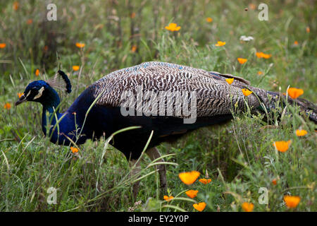 Peafowl indiano o peafowl blu (Pavo cristatus) / Foto Stock