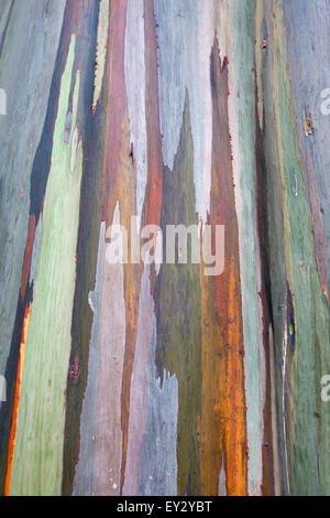 Vista dettagliata del rainbow corteccia colorata di un Foto Stock