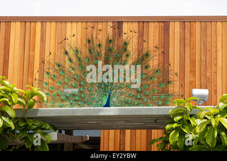 Peafowl indiano o peafowl blu (Pavo cristatus) / Foto Stock