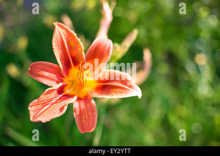 Natura witl sfondo arancione selvatici lilly fiore, shallow DOF Foto Stock