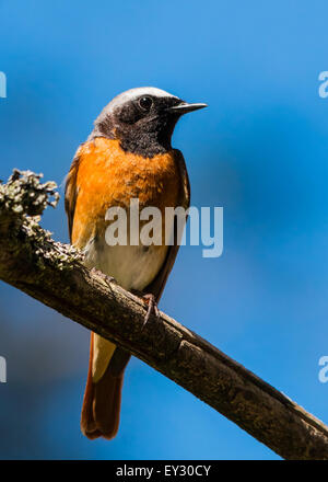 Maschio redstart comune (Phoenicurus phoenicurus) Foto Stock