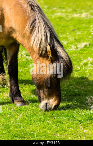 Cavalli islandesi in pascolo. L'Islanda Foto Stock