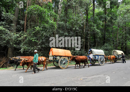 Ox carretti tirati in Madagascer. Foto Stock