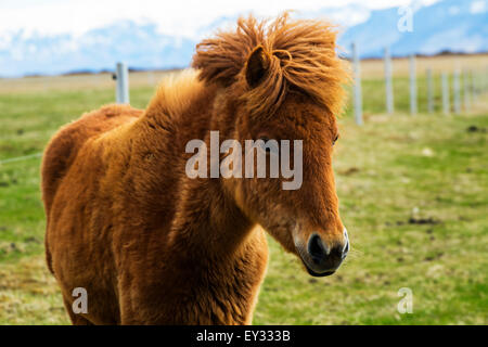 Cavalli islandesi in pascolo. L'Islanda Foto Stock