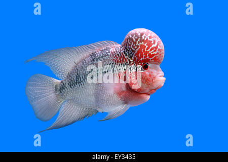 Flowerhorn cichlid o cichlasoma pesci di acquario Foto Stock