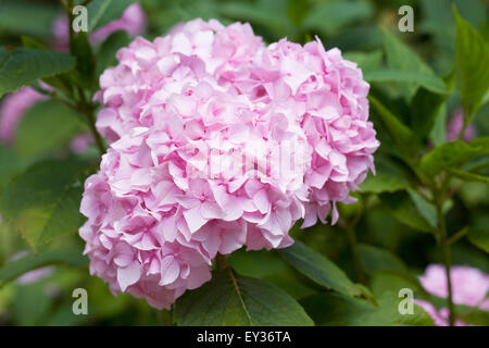 Rosa pallido fiore di ortensie. Foto Stock