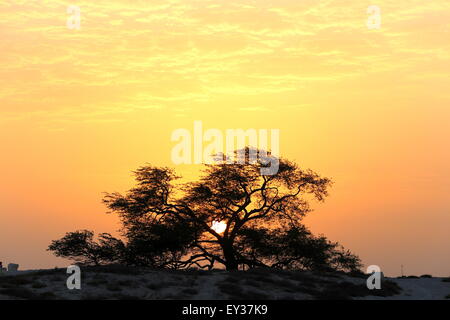 Albero della vita, specie (Prosopis cineraria) al tramonto, Regno del Bahrein Foto Stock
