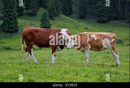 Coppia di vacche Alpine bonding, vicino a Misurina, Italia Foto Stock