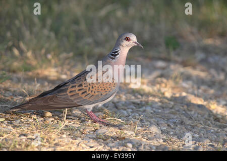 Unione Tortora (Streptopelia turtur) in piedi sul suolo pietroso, lago di Neusiedl, Burgenland, Austria Foto Stock