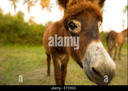 Baby Donkey faccia con una vista ingrandita della testa, occhi e naso con copyspace sul lato sinistro del telaio. Foto Stock