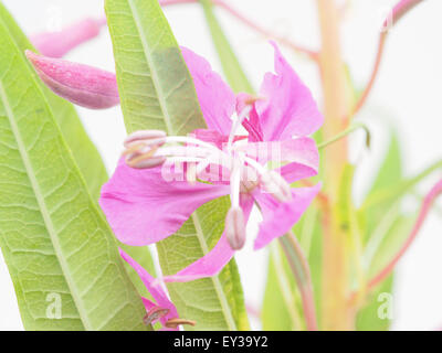 Fiori di Willow-herb (Ivan-tea) su uno sfondo bianco Foto Stock