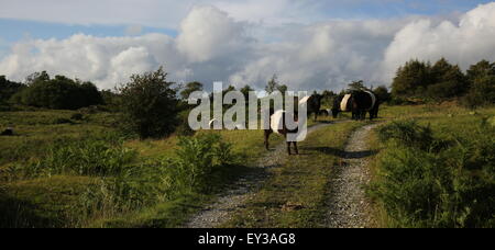 Aberdeen Angus vacche e vitelli, allevamento di nero e di bianco vacche, Lake District vacche Foto Stock