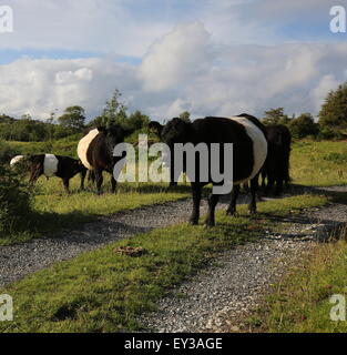 Aberdeen Angus vacche e vitelli, allevamento di nero e di bianco vacche, Lake District vacche Foto Stock