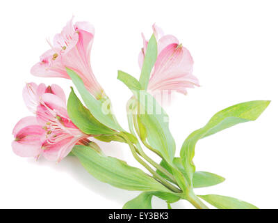 Gigli peruviana (Astroemeria) su sfondo bianco Foto Stock