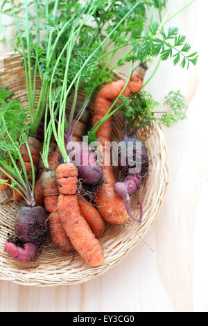 Appena raccolto Homegrown carote Foto Stock