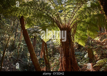 Il gigante endemica felci arboree (Cyatheaceae) a Amboro National Park, Samaipata, Bolivia, Sud America Foto Stock