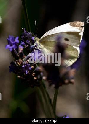 Vestito di stracci bianchi cavolo butterfly. Chiaramente un superstite. Foto Stock